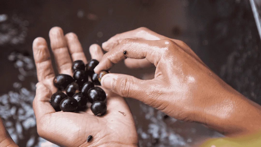 Frutos del bosque impulsan nueva apuesta económica