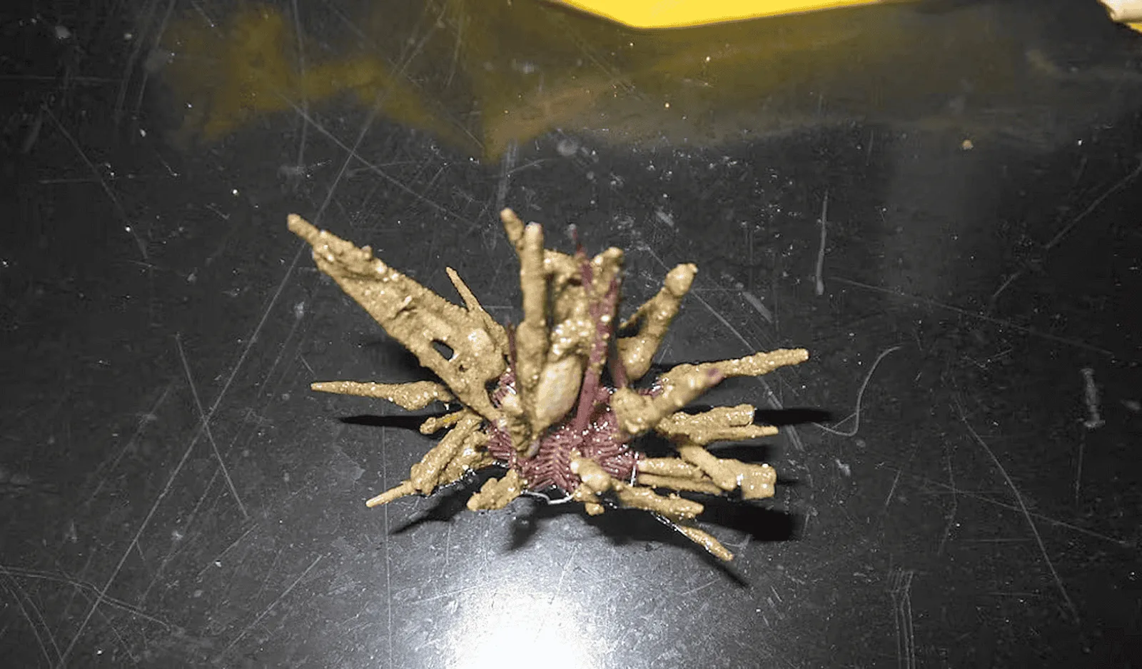 Nuevo erizo de mar revela secretos del Atlántico Sur