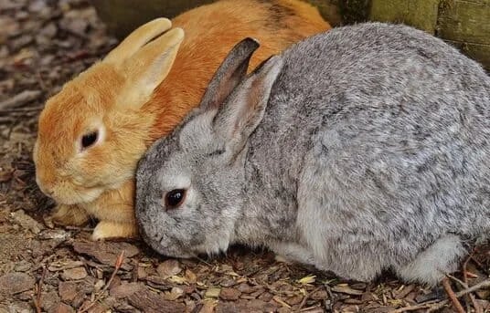 ECUADOR: Confirman brote de enfermedad hemorrágica cunícola