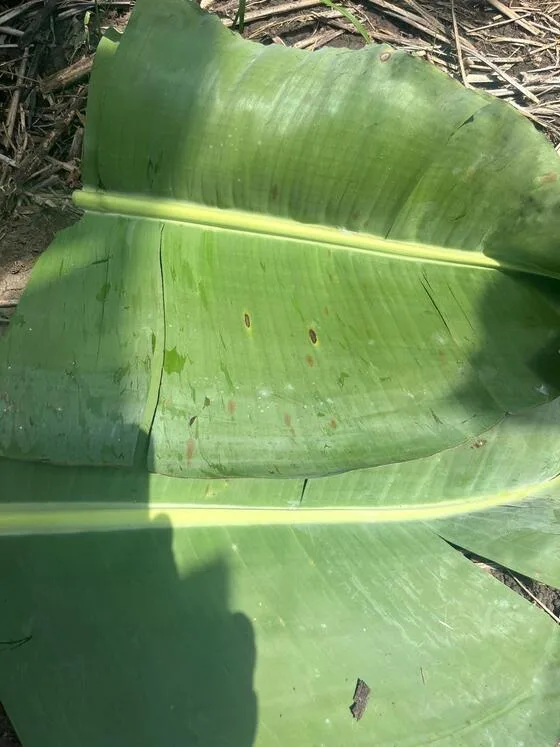 ECUADOR: Activar el SAR en tu cultivo reduce 15% los ciclos de fumigación.
