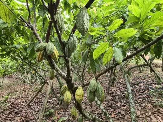 Ecuador suma nueva alternativa genética para cacao
