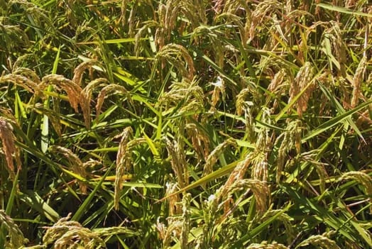 ARGENTINA: Identifican el virus del mosaico necrótico del arroz