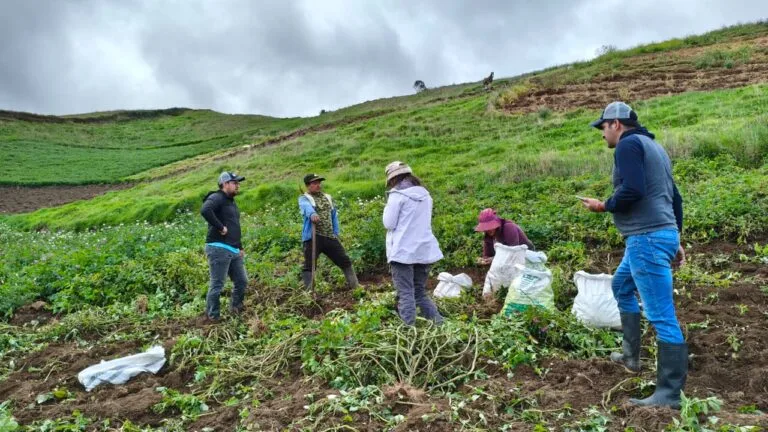 Paute aporta datos clave para medir la productividad de la papa en Azuay