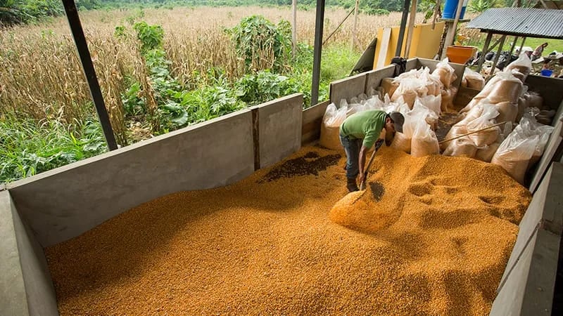 ECUADOR: Alerta sobre menor oferta de maíz