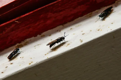 Mosca soldado negra entra al menú de las cachamas colombianas
