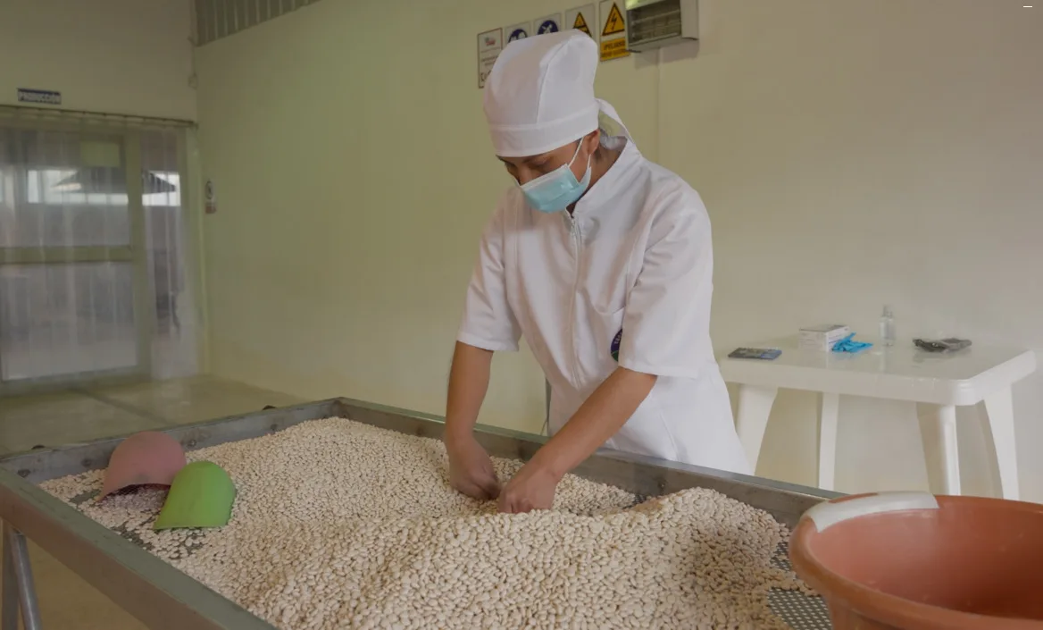 Chocho gana protagonismo como alimento del futuro