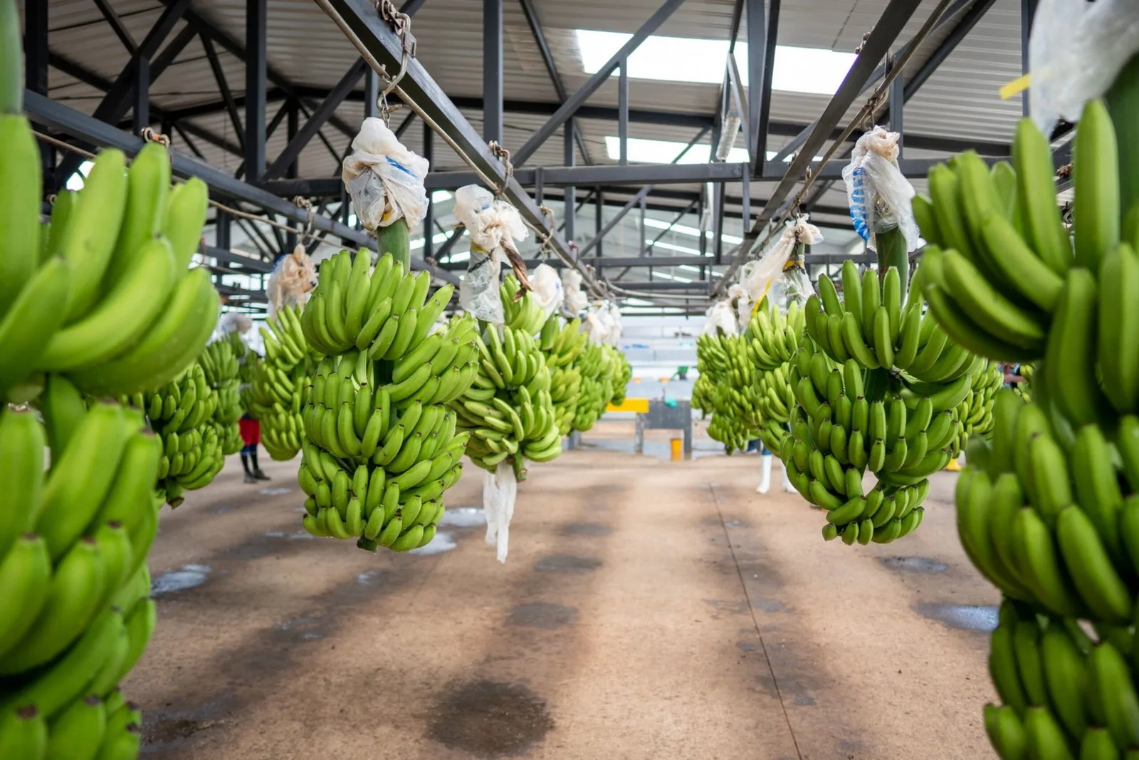 ECUADOR: Sector agrícola exige revisión de tasa en Naranjal