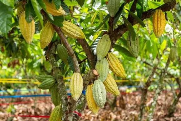 ECUADOR: INIAP presentó nuevas variedades de cacao, papa y trigo