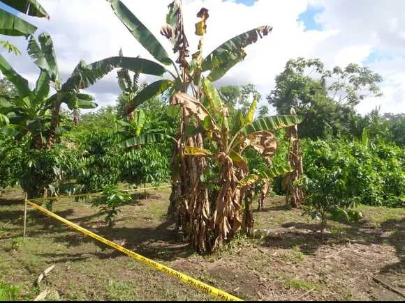 Ecuador refuerza las acciones para contener el moko en banano y plátano