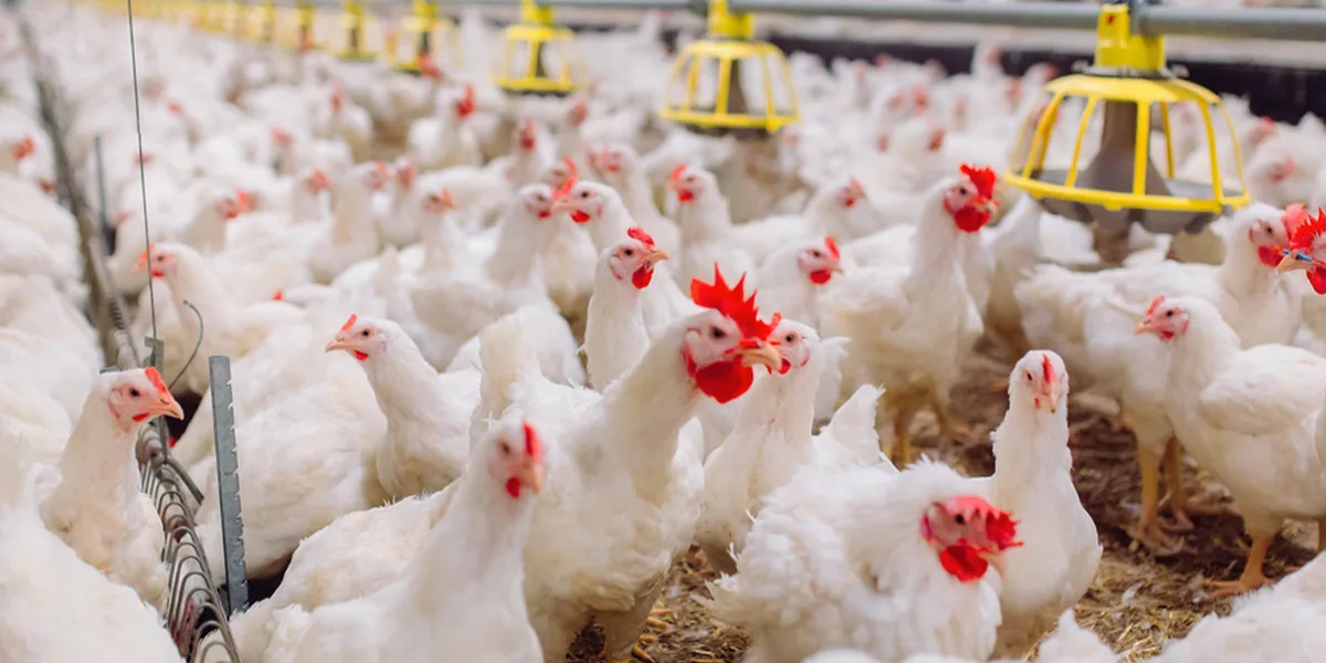 CHILE: Detectan primer caso de influenza aviar H5N1 en el norte del país