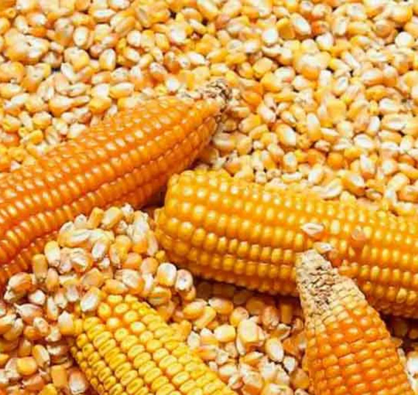Colombia se prepara para la campaña agrícola B de maíz y sorgo de 2026