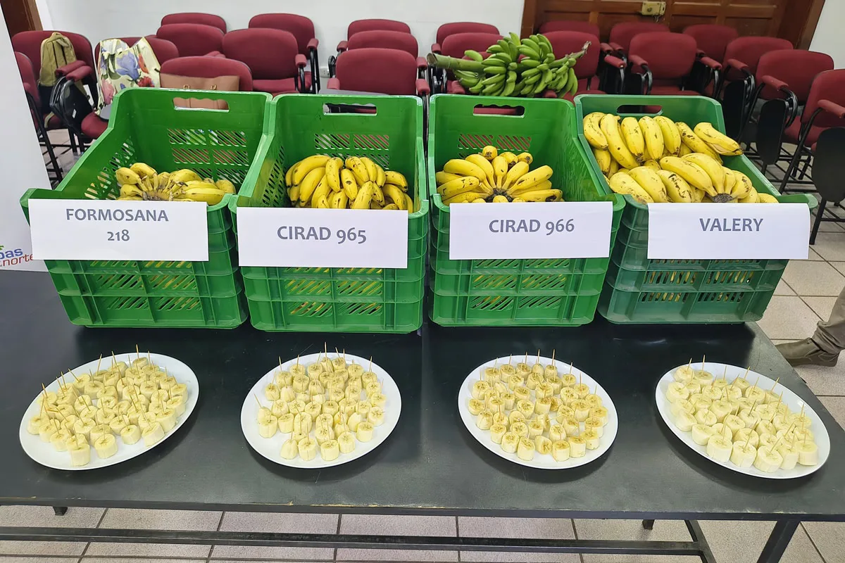 Investigadores visitan campos de prueba de variedades de banana resistentes en Perú