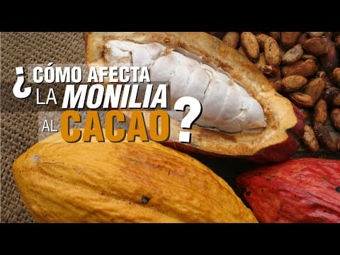 ¿Cómo controlar la MONILIA en el cultivo de CACAO?