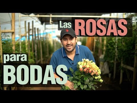 ¿Cómo producir Flores y Rosas? Paso a Paso