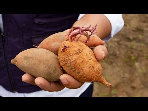 El Cultivo de CAMOTE previene el CÁNCER