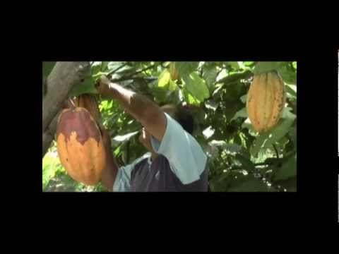 Rehabilitación de Cacao Ecuatoriano | Elproductor.com