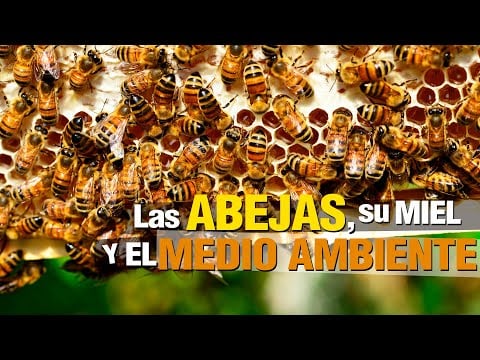 las ABEJAS y su importancia para el plantea!