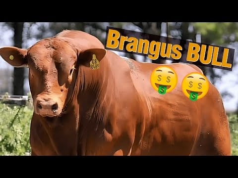 Brangus Bulls - TODO sobre esta raza de ganado!!