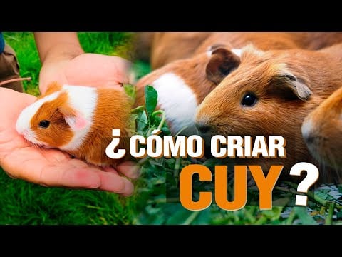 ¿Cómo criar CUYES con bajo presupuesto? Paso a Paso