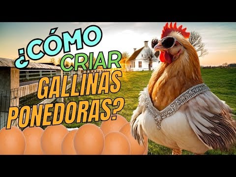 ¿Cómo empezar tu NEGOCIO de HUEVOS? Aprende todo sobre GALLINAS…