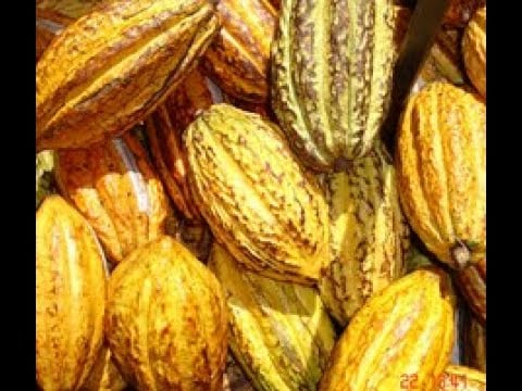 El Cultivo de CACAO, ¿CÓMO PRODUCIR Y COSTOS?