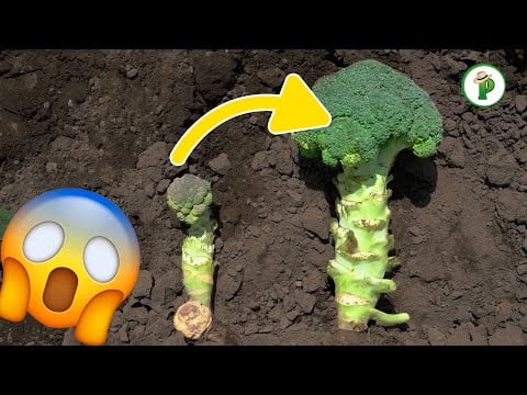 Como AUMENTAR la producción en el cultivo del BRÓCOLI