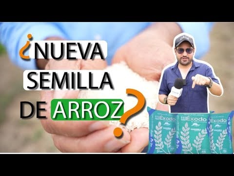 Crean NUEVA SEMILLA de arroz llamada ÉXODO??