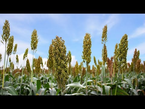 El Cultivo de Sorgo - Paso a Paso