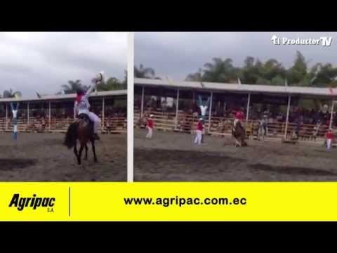 EL CABALLO DE PASO CRIOLLO ECUATORIANO