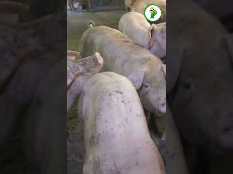 El pesaje de cerdos es clave para una producción eficiente.
