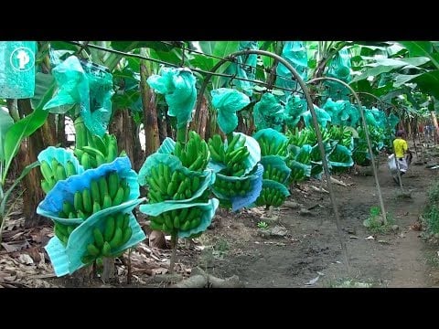 ¿Cómo PRODUCIR y EXPORTAR Banano?