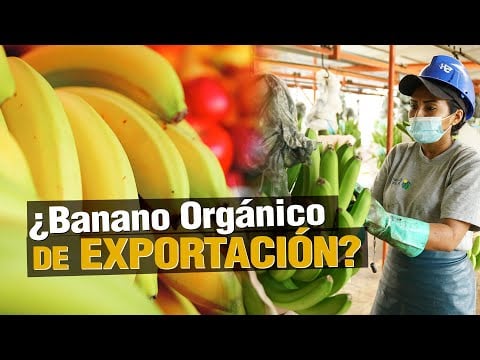 ¿Cómo producir BANANO ORGÁNICO de Exportación?