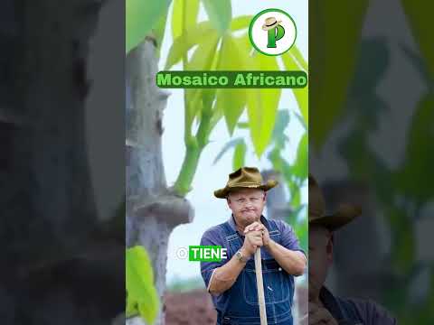 ¡Siembras Yuca y Ganas Miles! Descubre Cómo…