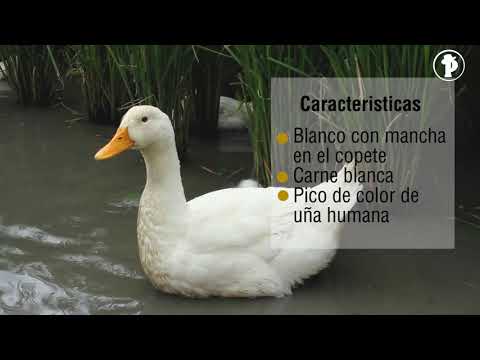 ¿Cómo criar PATOS y cultivar ARROZ al mismo tiempo?