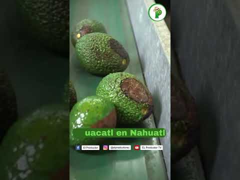 Gana $9000 sembrando aguacate Mira el video completo en nuestro canal…