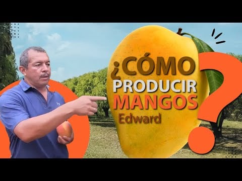 ¿Cómo sembrar Mango Edward?