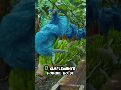 ¡Deformaciones en el Banano Te Hacen Perder Dinero! Descúbrelo