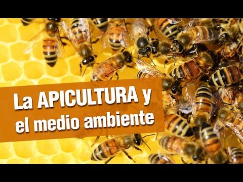 La APICULTURA y el medio ambiente