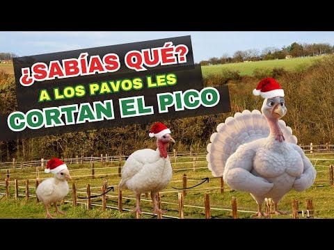 ¿Sabías esto del pavo navideño?