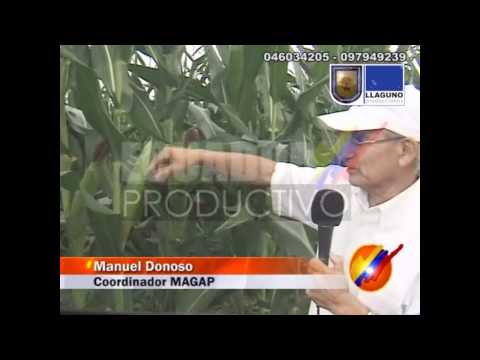 Cultivo de Maiz en Ecuador | ElProductor.com