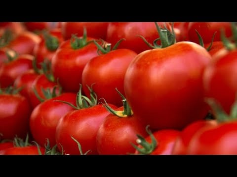¿CÓMO CULTIVAR TOMATE?