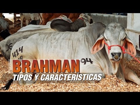 Ganado BRAHMAN ROJO Y BLANCO Características