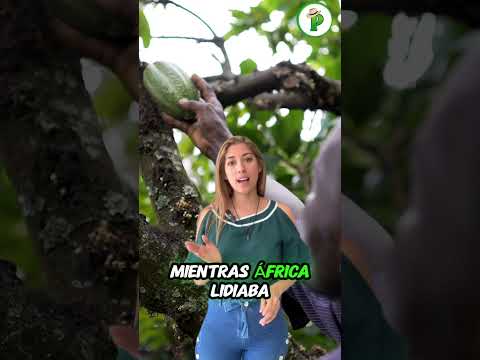 ¿Por qué TODOS empezaron a SEMBRAR CACAO?