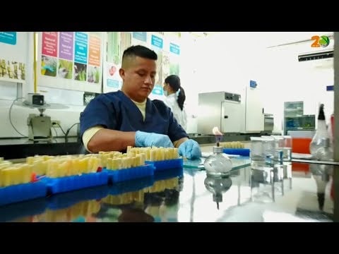 Centro de investigación / Videos Caña de Azucar