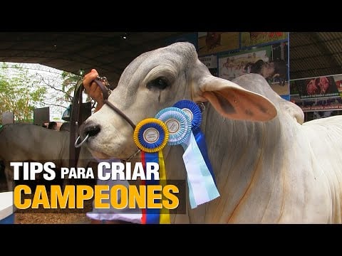 TIPS para Criar Vacas y TOROS CAMPEONES