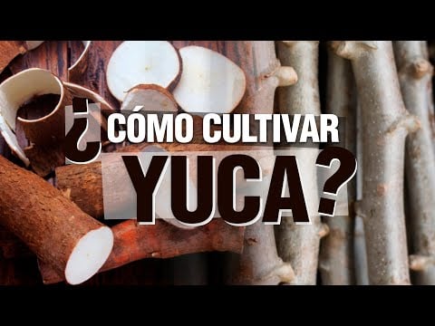 El Cultivo de YUCA - Paso a Paso