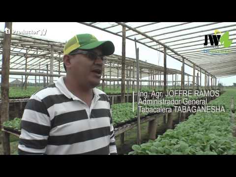 AVANCES BIOTECNOLÓGICOS MEJORAN LA CALIDAD Y PRODUCCIÓN DE TABACO EN…
