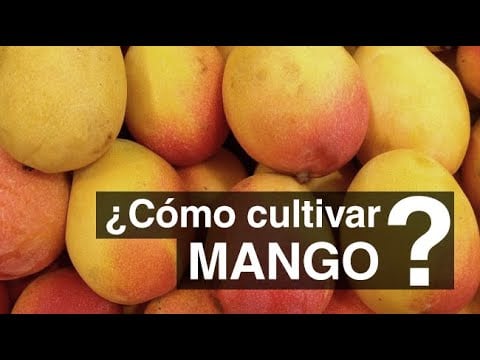 El Cultivo de MANGO