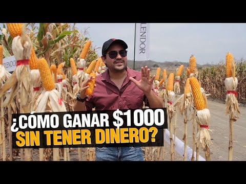 ¿ Cómo GANAR $1000 dólares x hectárea sin tener dinero ?