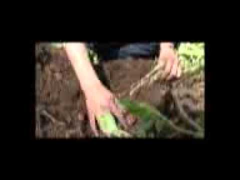CULTIVO DE PAPA - ECUADOR | FARMAGRO